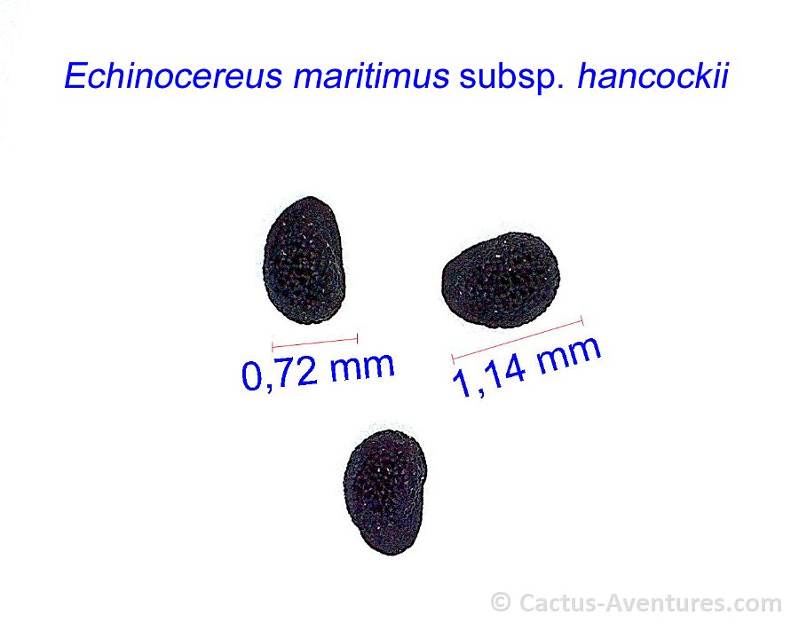 Echinocereus maritimus ssp. hancockii, Hipolito, BCS JM
